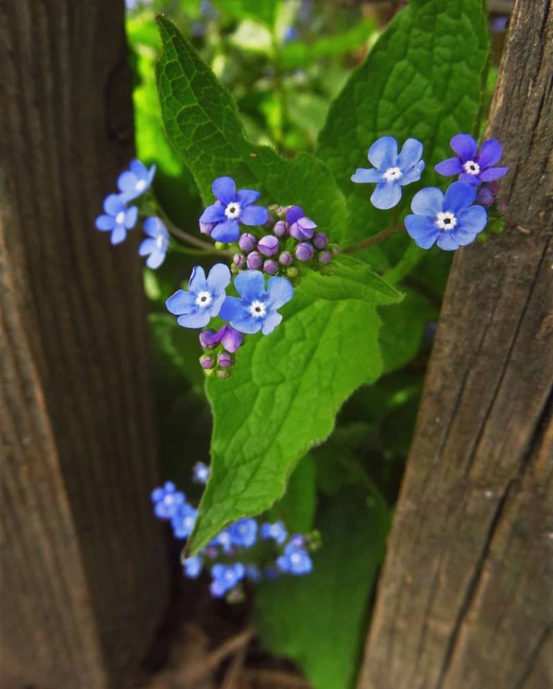 Siberian Bugloss