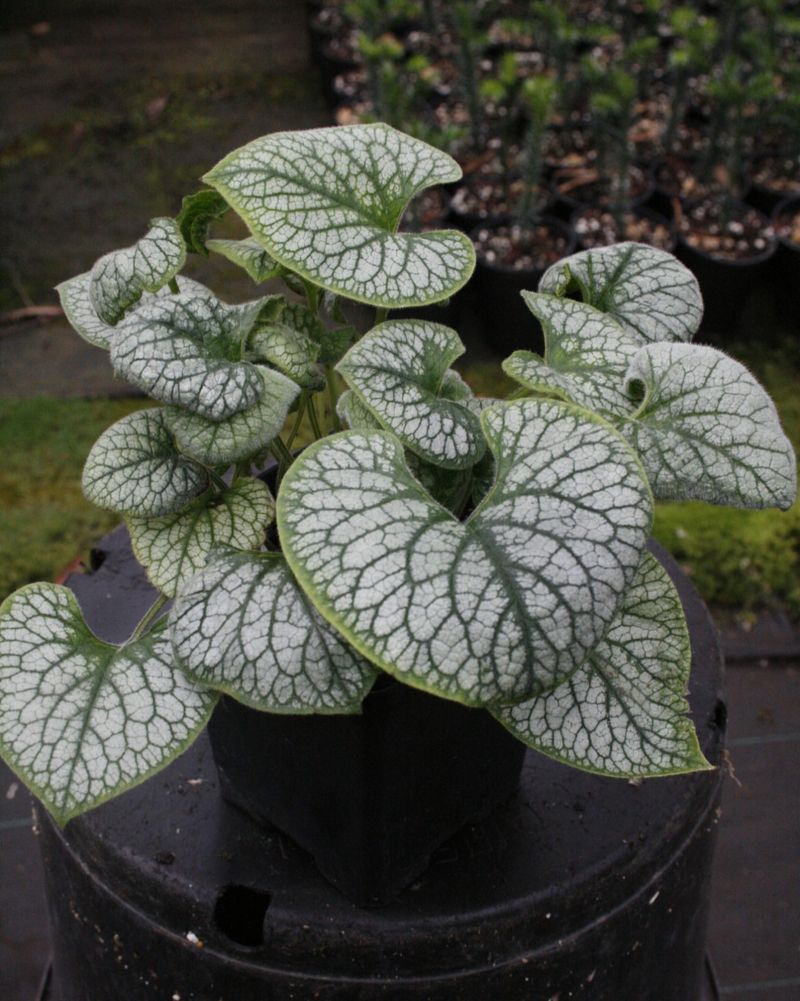 Siberian Bugloss