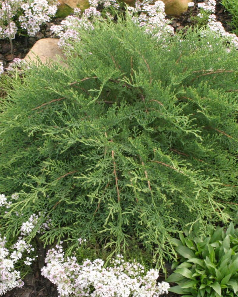 Siberian Cypress