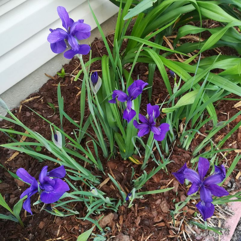 Siberian Iris