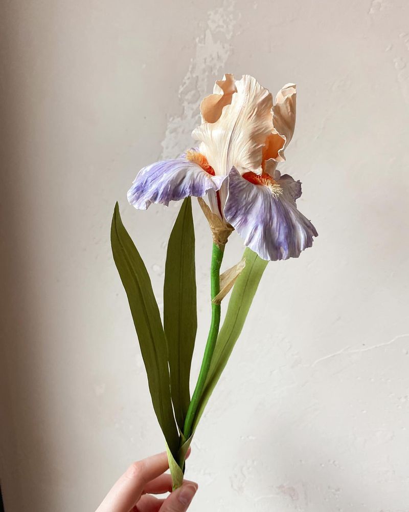 Siberian Iris