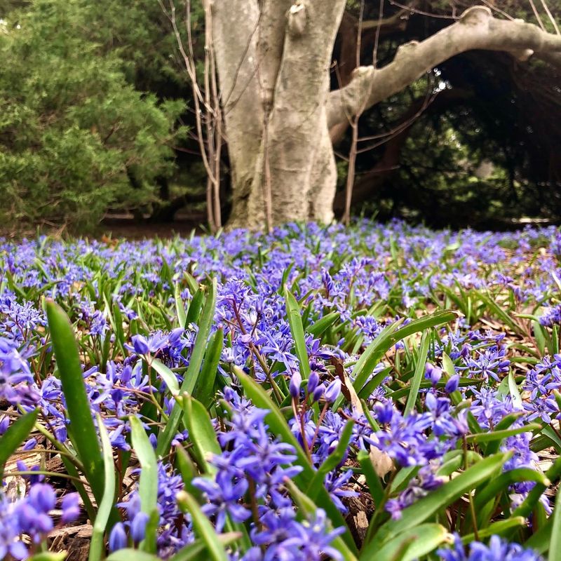 Siberian Squill