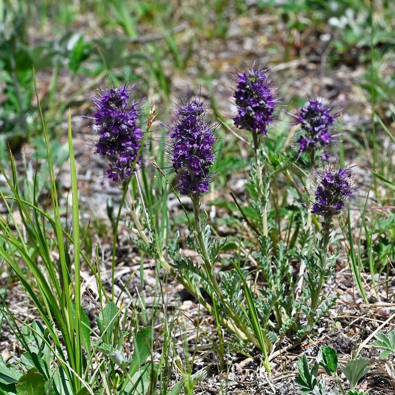 Silky Phacelia