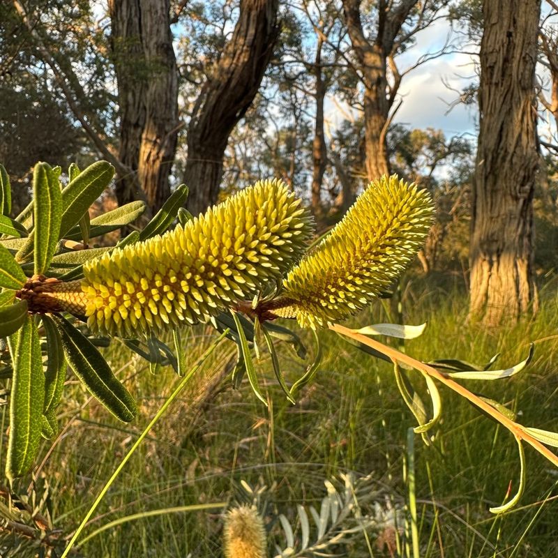 Silver Banksia