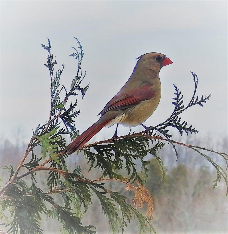 Silver Cardinal