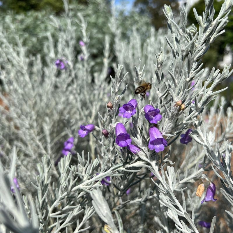 Silver Frost Lavender