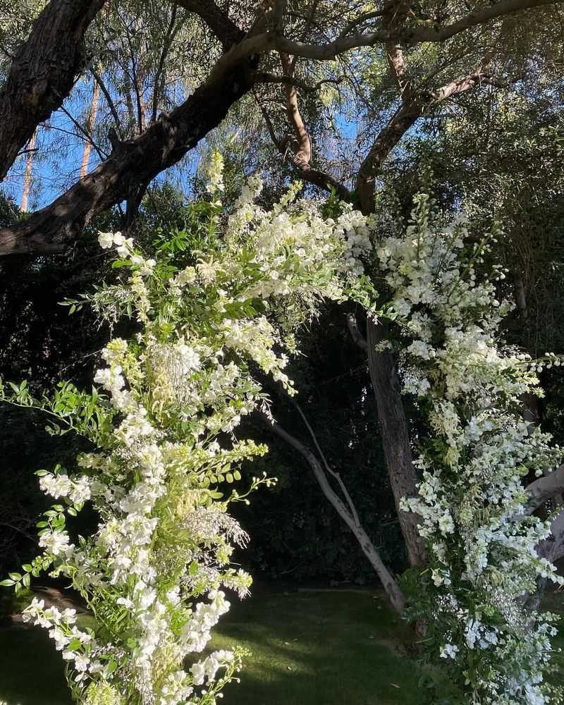 Silver Lace Vine