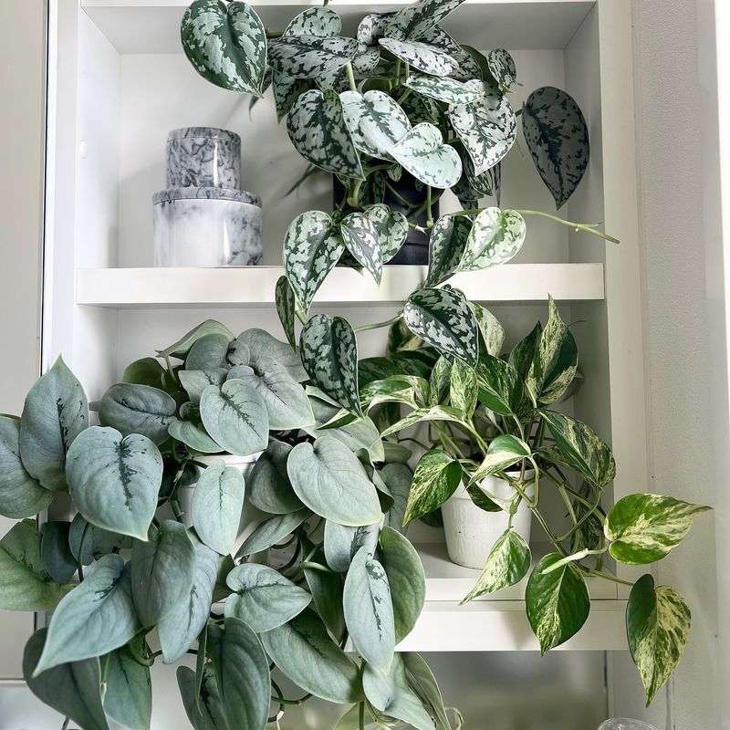 Silver Pothos