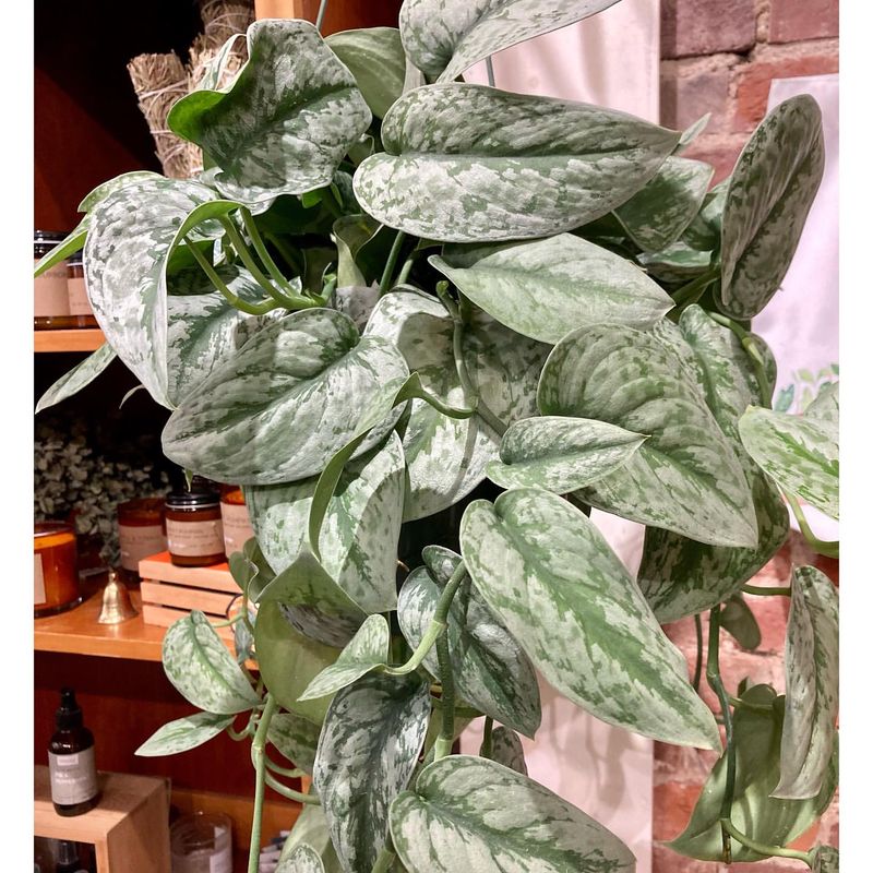 Silver Satin Pothos (Scindapsus pictus)