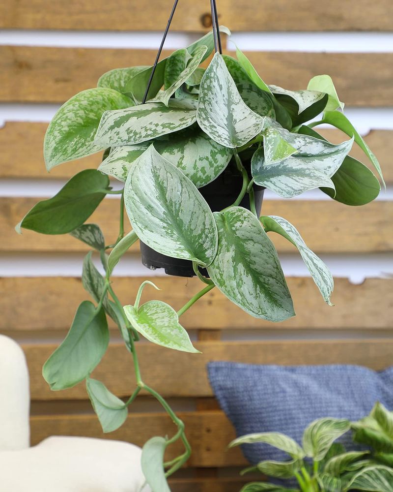 Silver Satin Pothos (Scindapsus pictus)