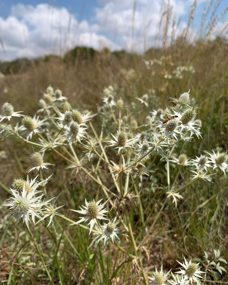 Silver Thistle