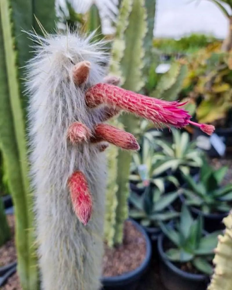 Silver Torch Cactus Flower