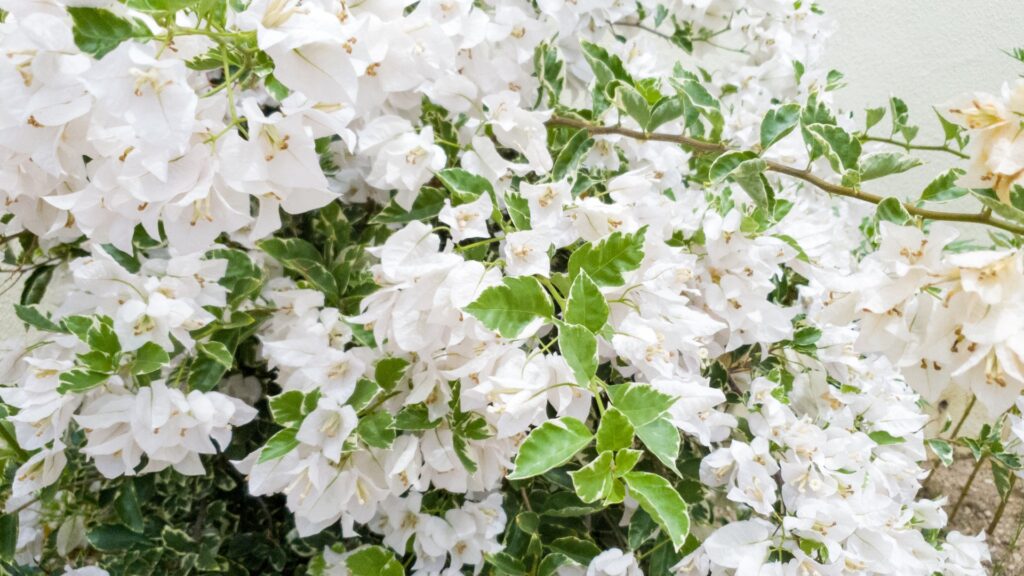 silverbell