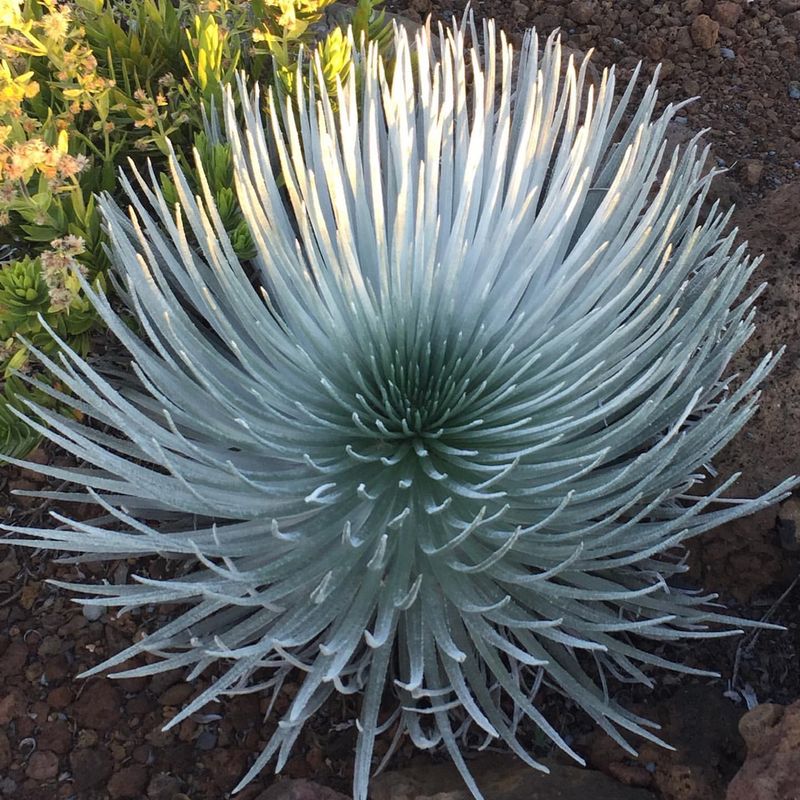 Silversword