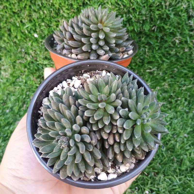 Sinocrassula yunnanensis