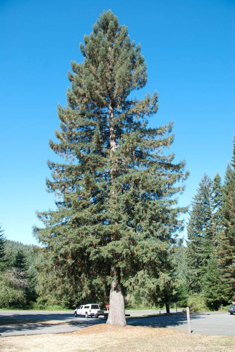 Sitka Spruce