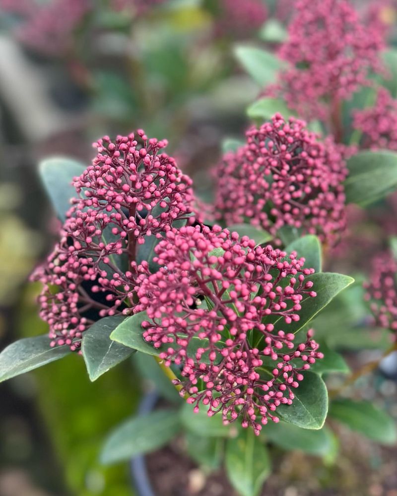 Skimmia