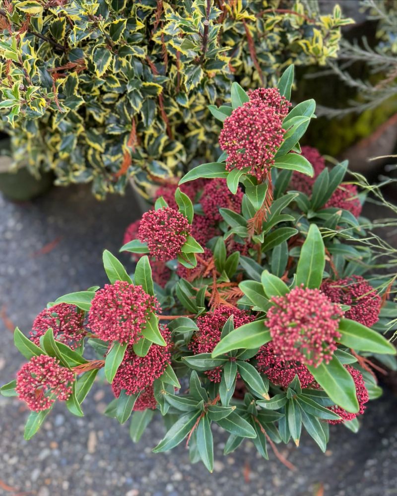 Skimmia