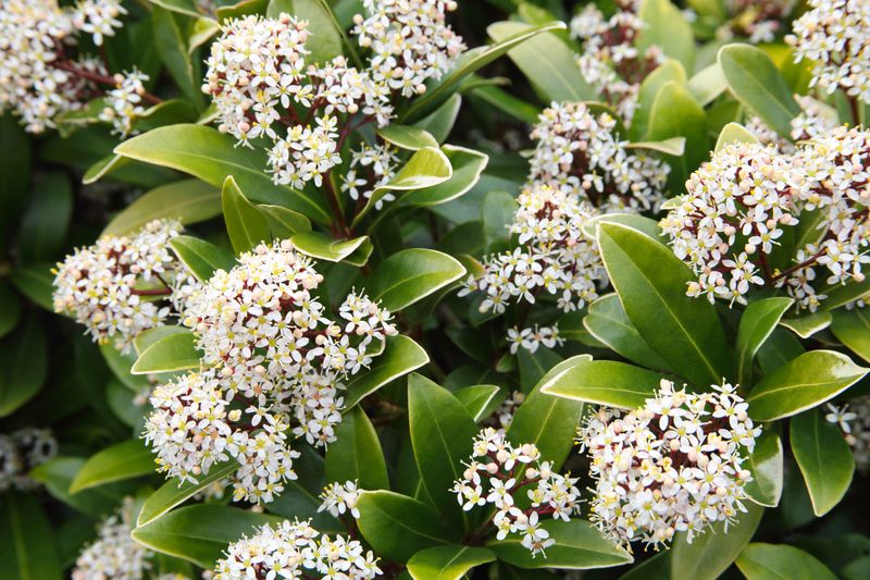 Skimmia