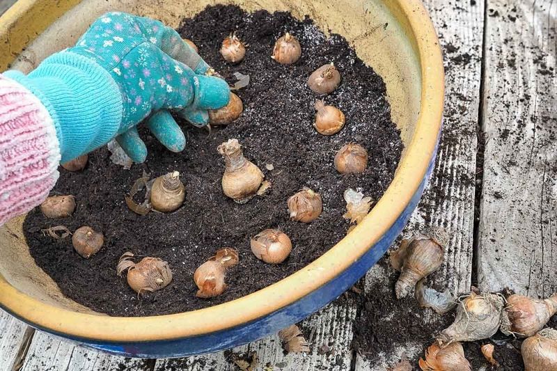 Skipping Pre-Planting Bulb Treatment