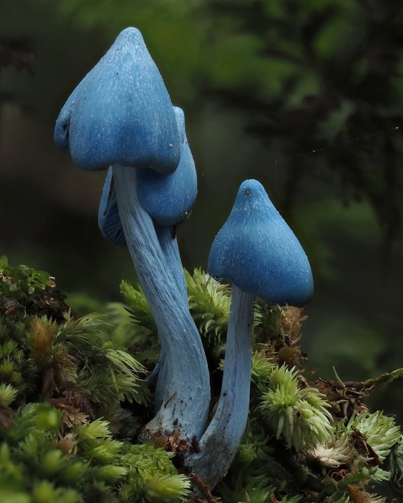 Sky-Blue Mushroom