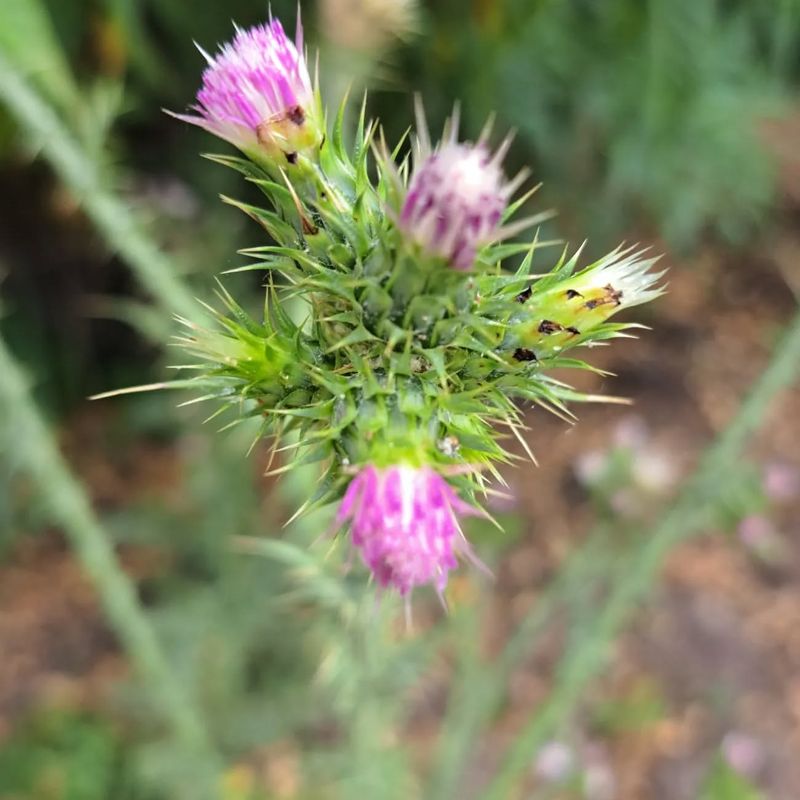 Slender Thistle