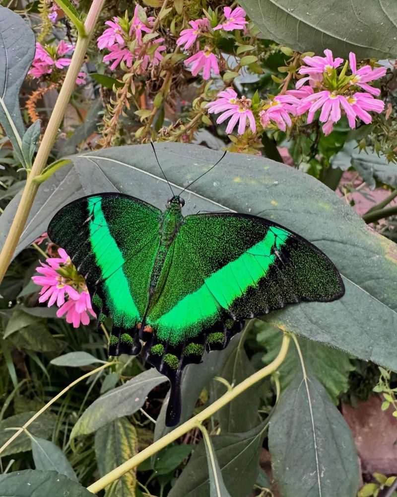 Small Butterfly Habitat