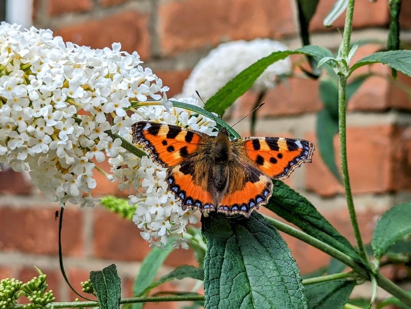 Small Tortoiseshell Butterfly