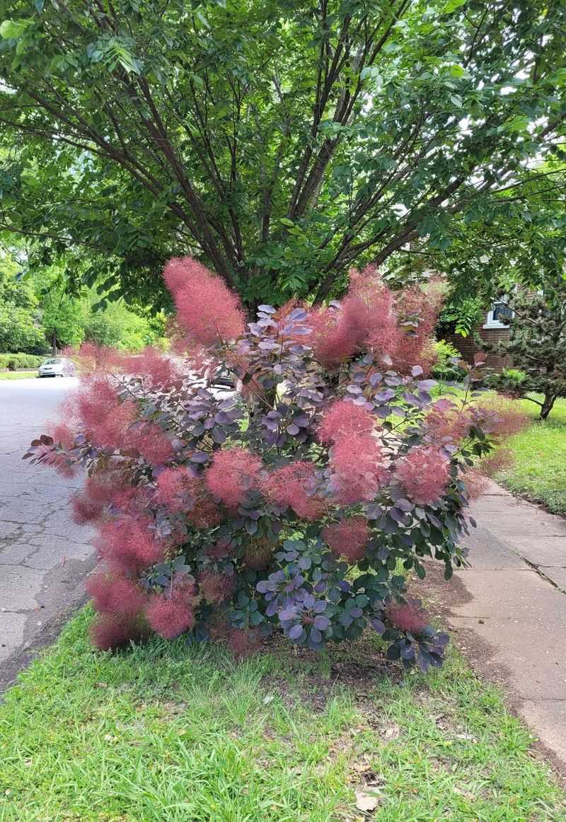 Smoke Bush