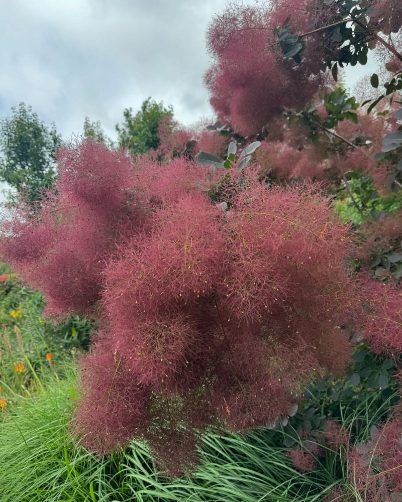 Smoke Bush