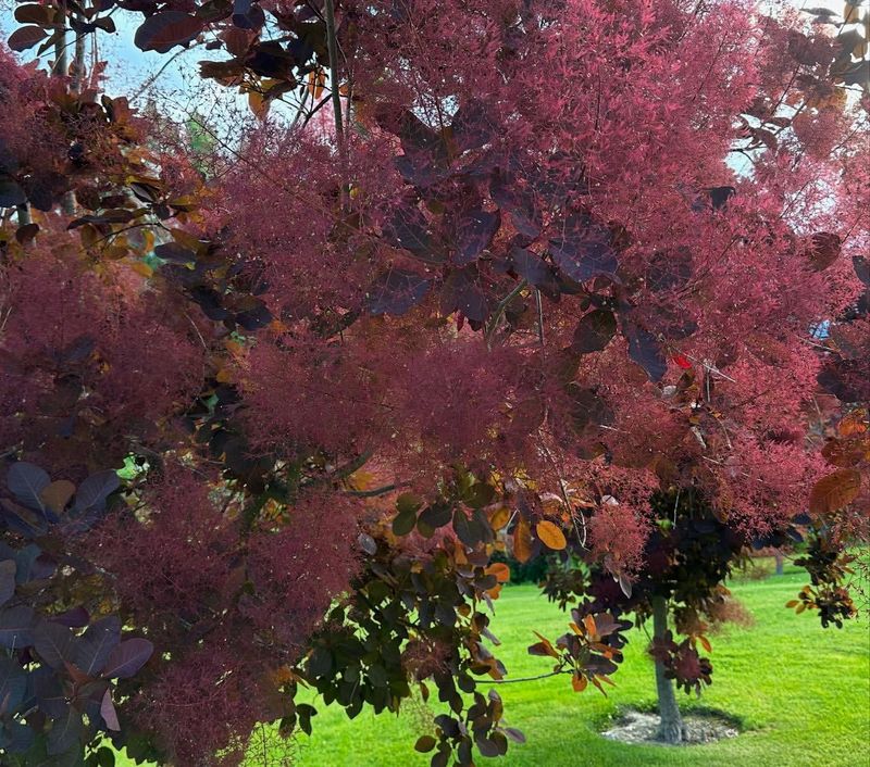 Smoke Tree