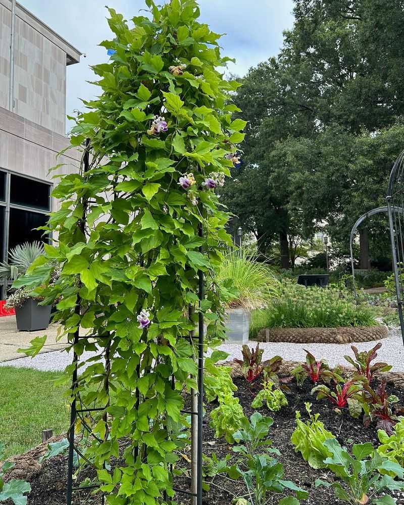 Snail Vine