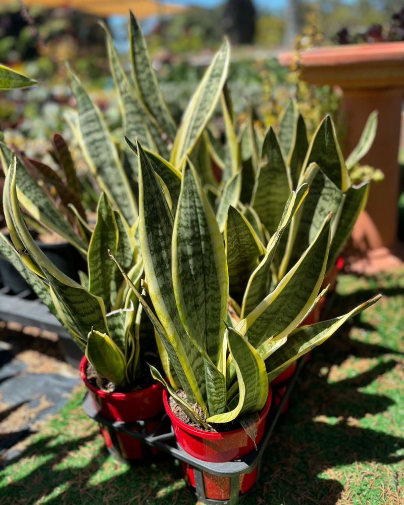 Snake Plant