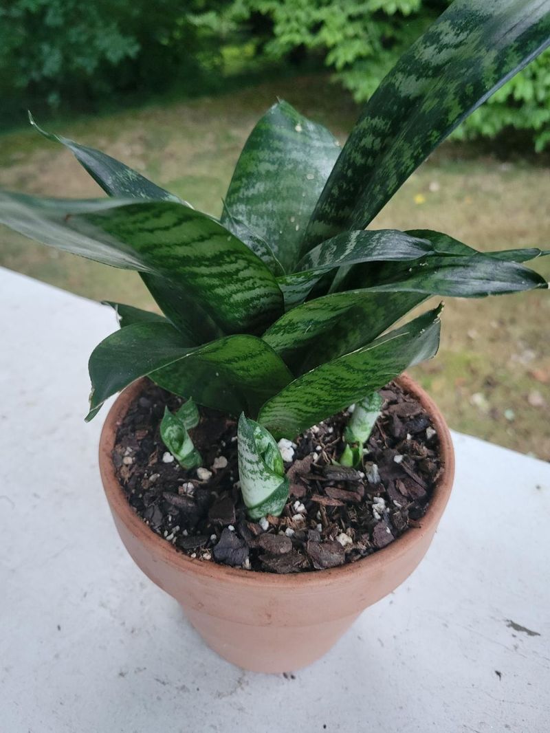 Snake Plant