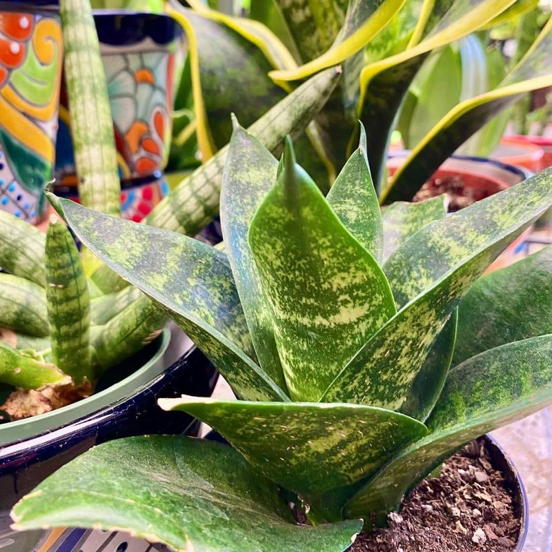 Snake Plant