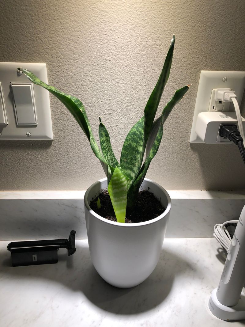 Snake Plant