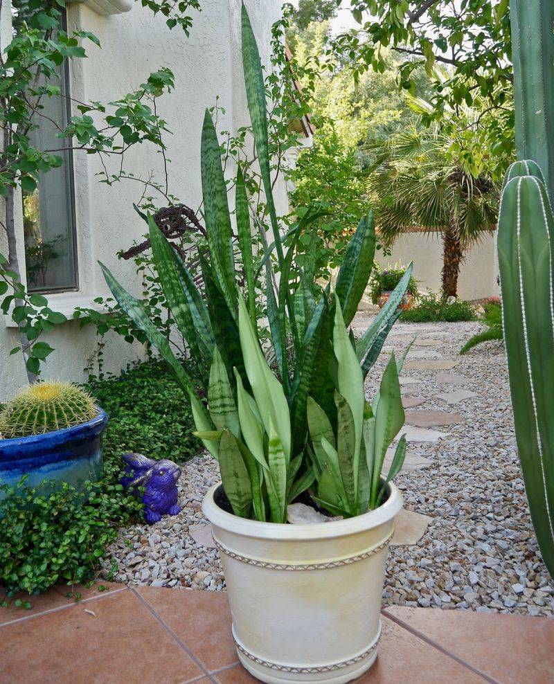 Snake Plant