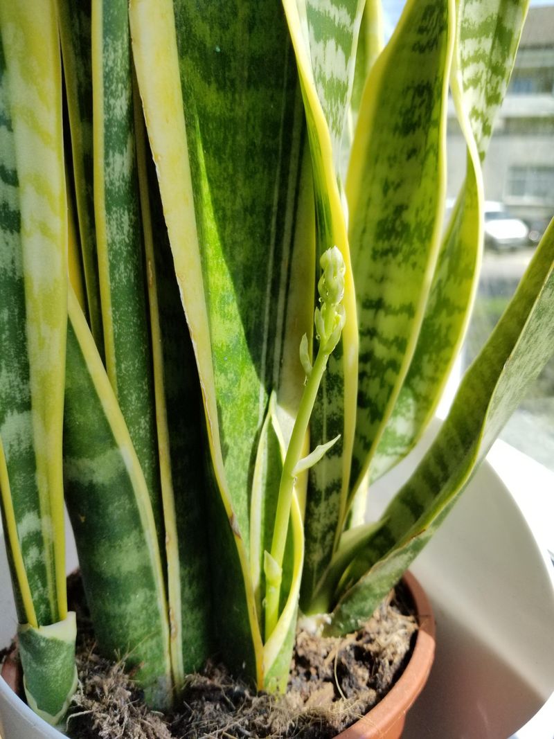 Snake Plant