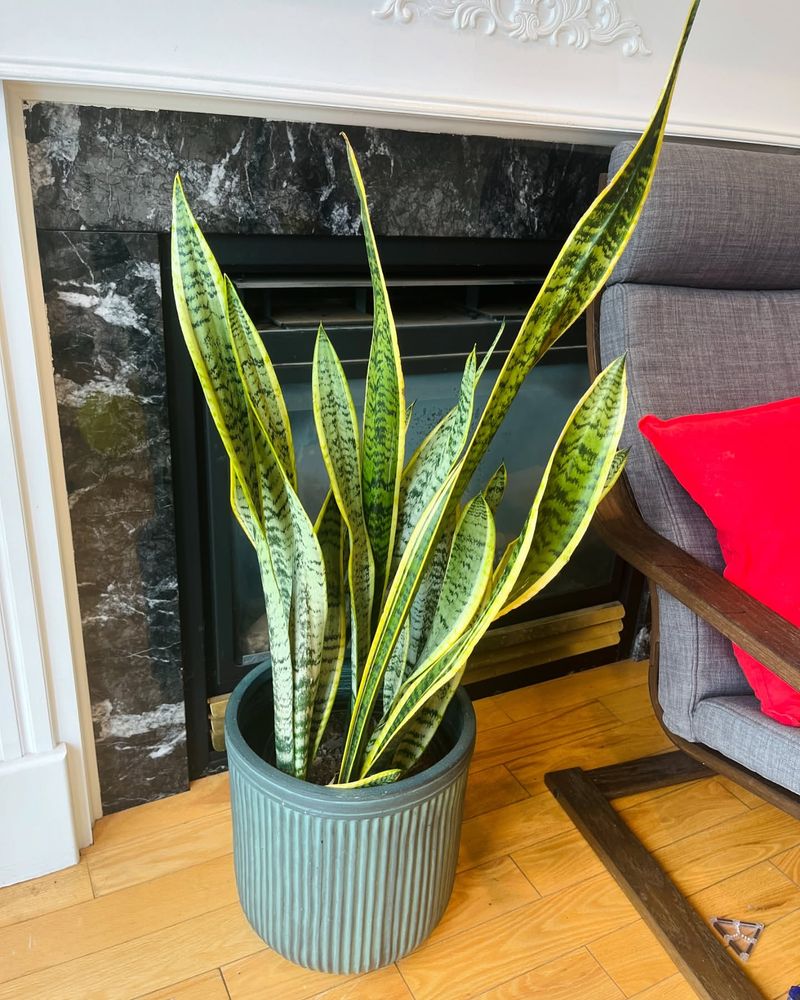 Snake Plant