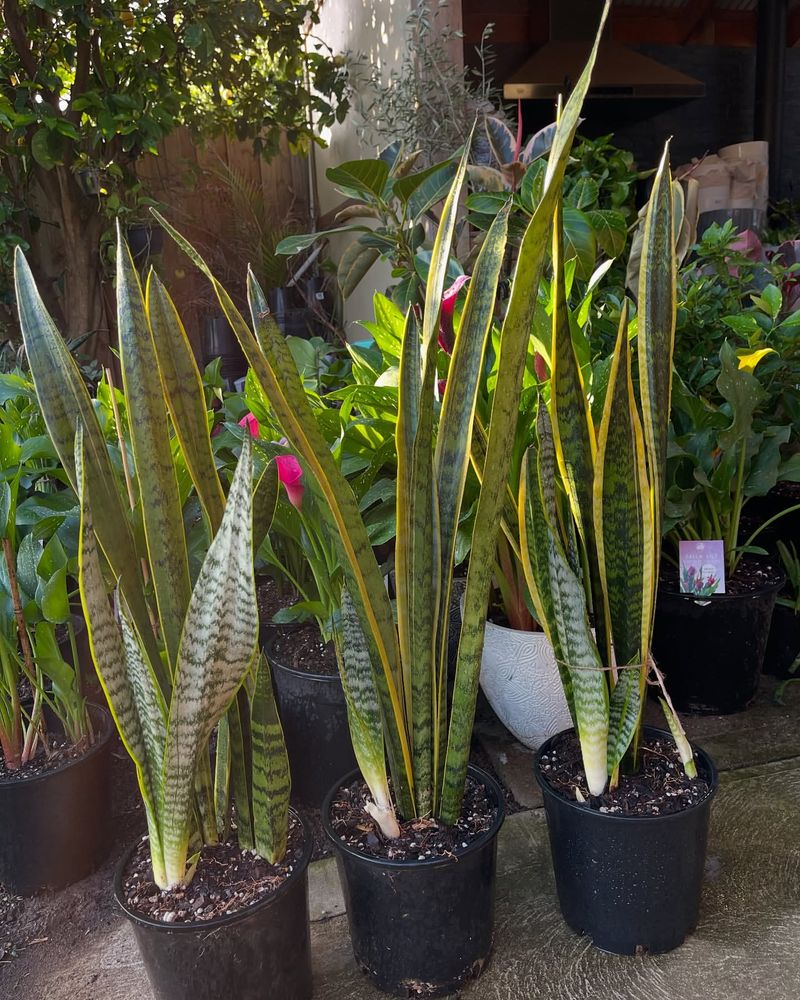 Snake Plant