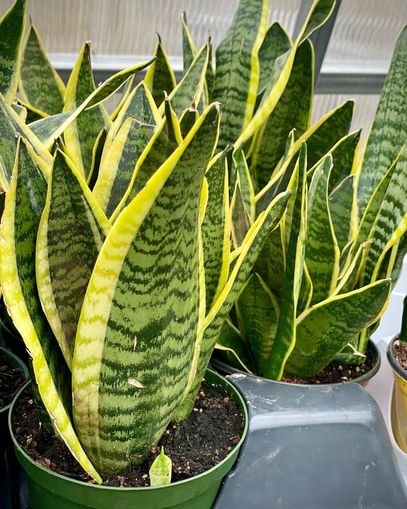 Snake Plant (Sansevieria)