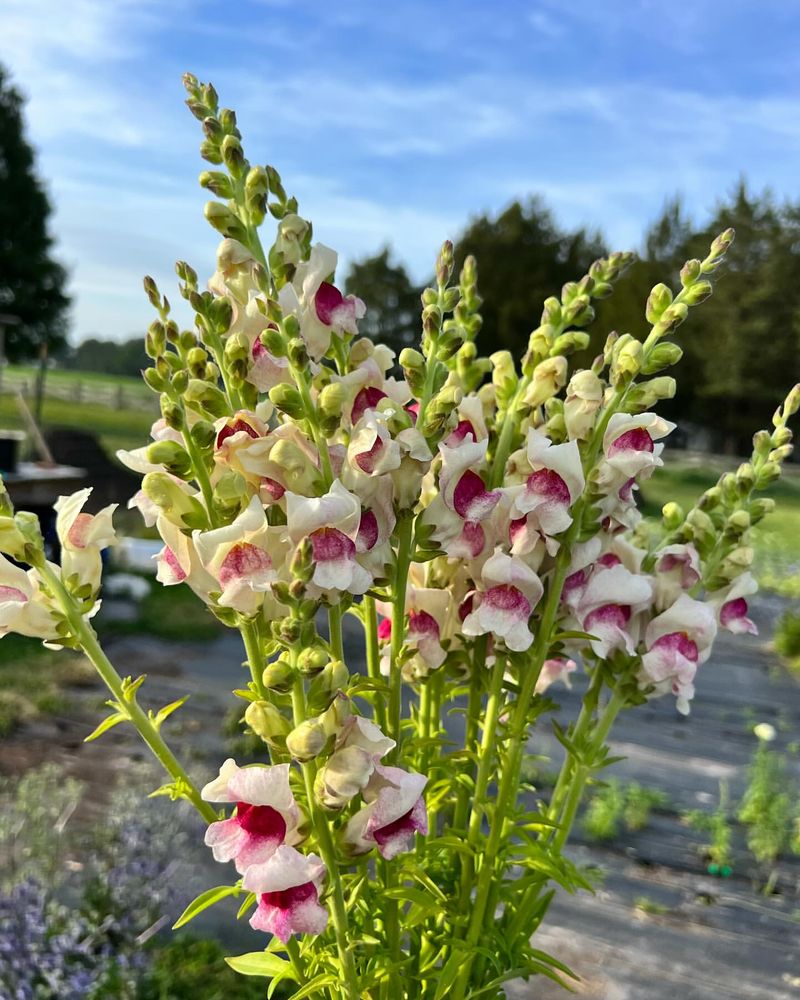 Snapdragon