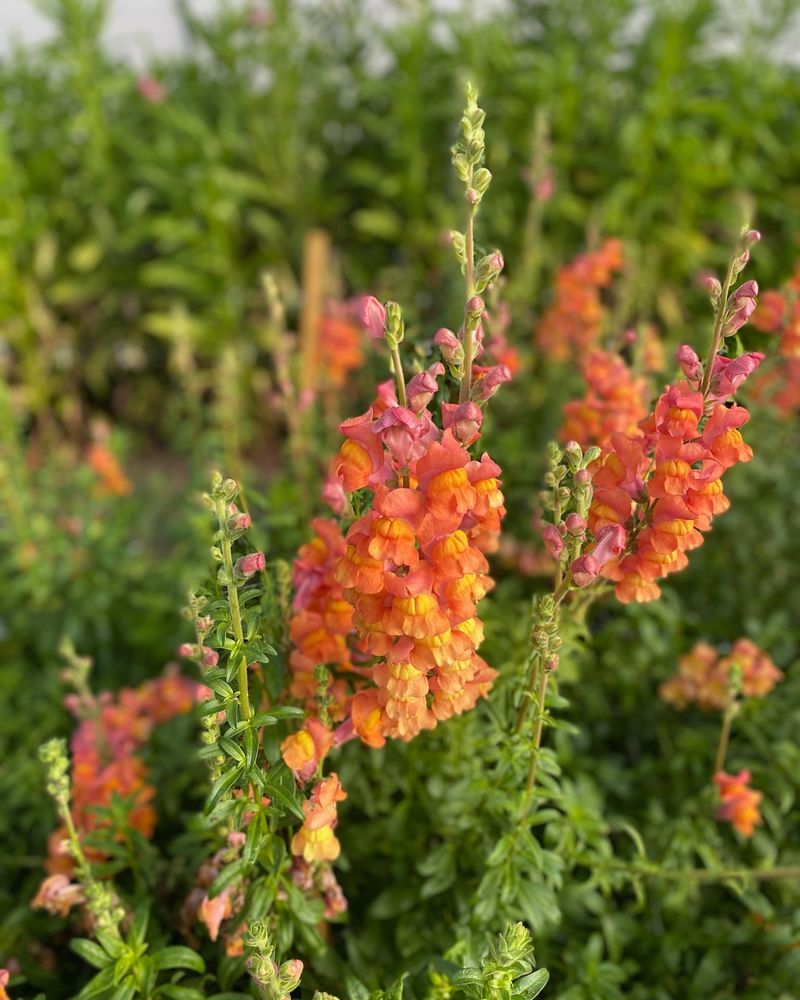 Snapdragon