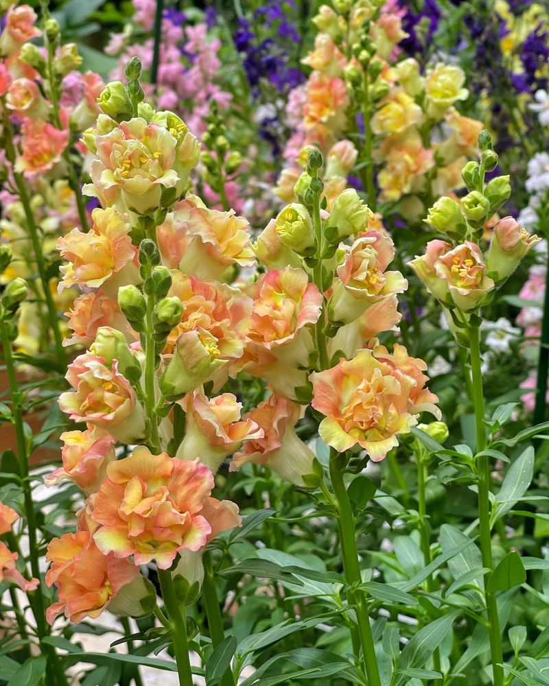 Snapdragon