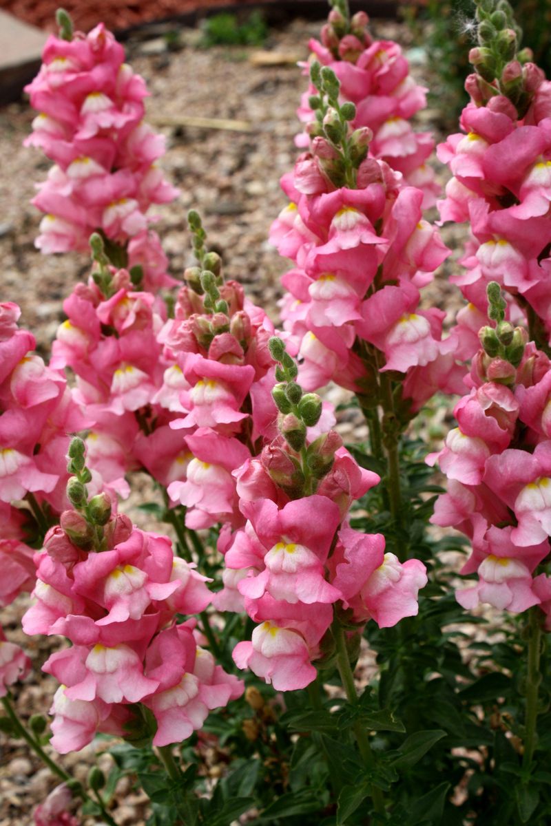 Snapdragon