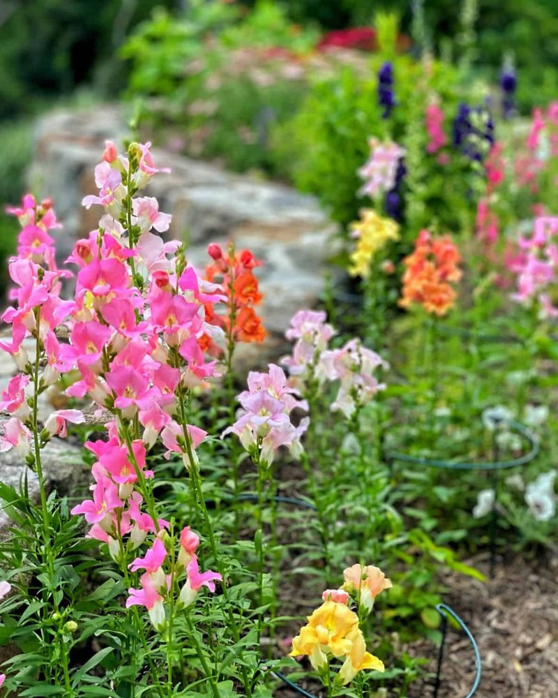 Snapdragon