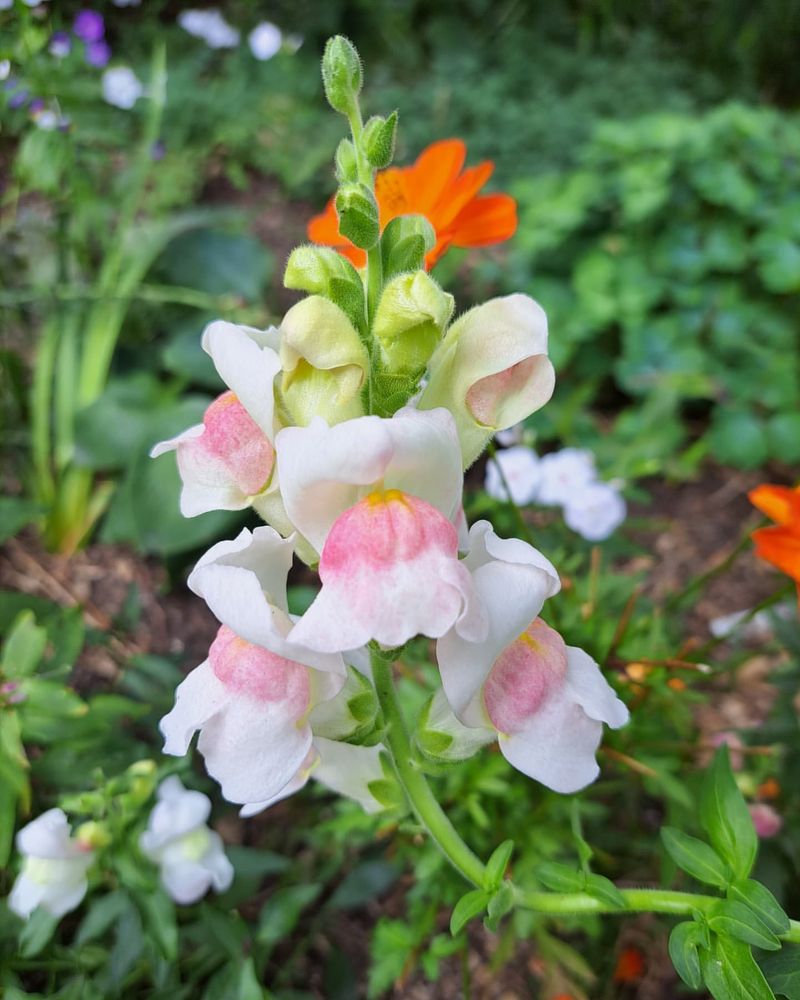 Snapdragon