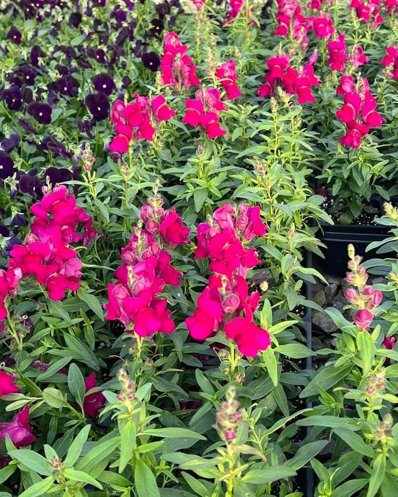 Snapdragon