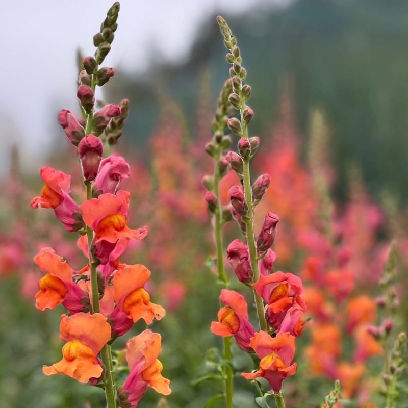 Snapdragon