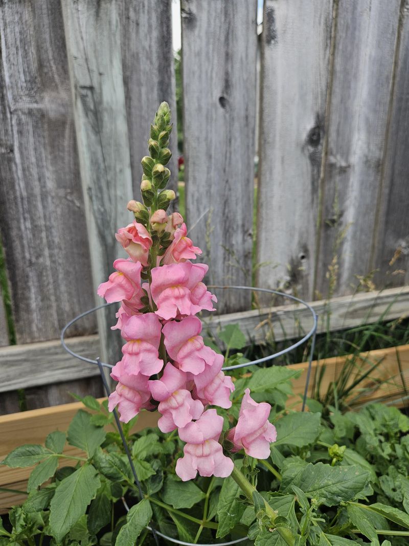 Snapdragon